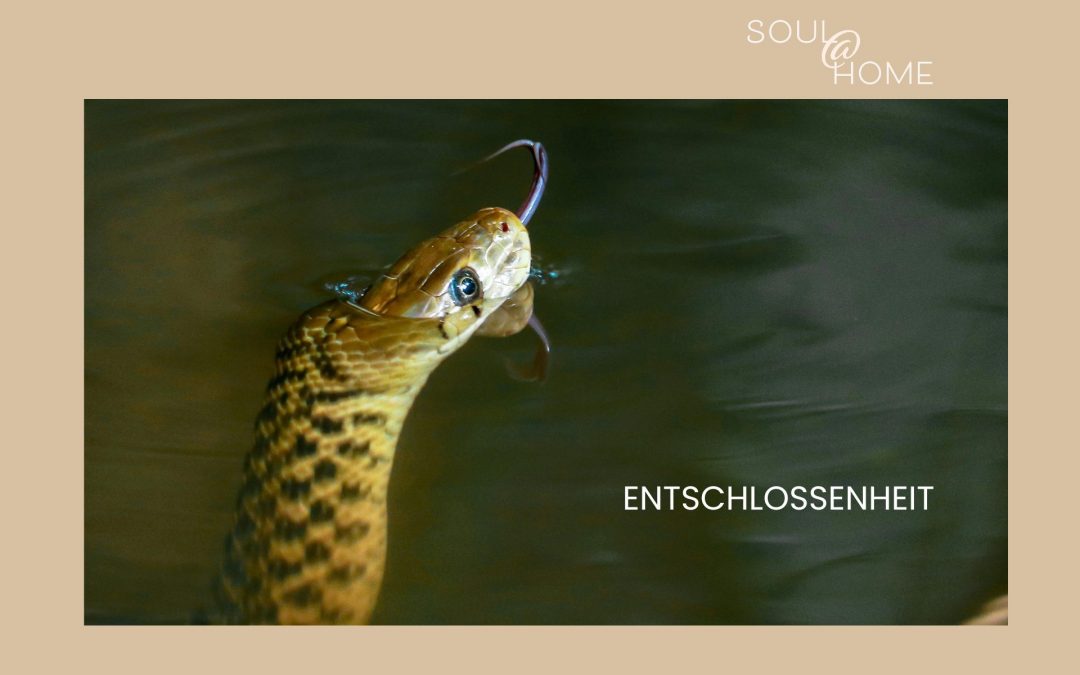 Entschlossenheit im Monat der Wasserschlange